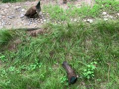 -北京麋鹿生态实验中心