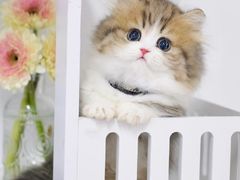 -lincat·猫舍(广州店)