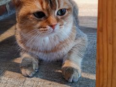-猫咪咖啡·猫咖(万达广场店)