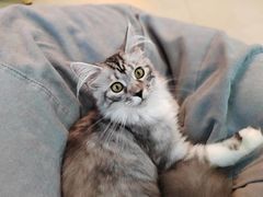 -喵宠乐园·撸猫互动·猫舍