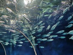 -上海海洋水族馆