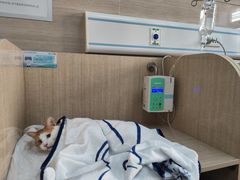 -北京观赏动物医院·24小时大型综合·猫专科·异宠专科