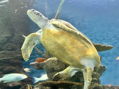 -上海海洋水族馆