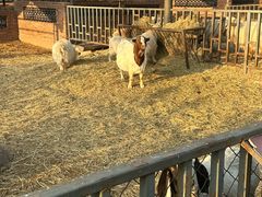 -沈阳森林动物园