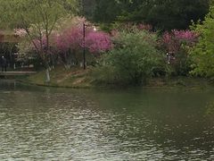 -青枫公园