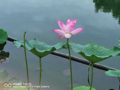-莲花池公园