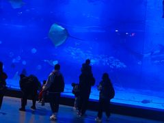 -烟台海昌鲸鲨海洋公园