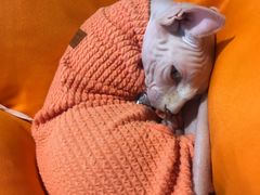 -飞行喵MR PILOT|猫舍·猫咖(静安大融城店)