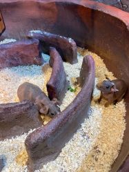 点击看大图 -奇幻萌宠部落(映月湖环宇城店)