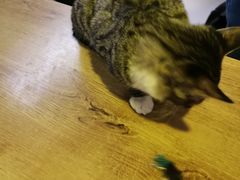 -平行世界·猫咖(首经贸店)