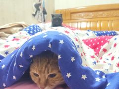 -关爱宠物医院·猫科中心·消化科(滨湖万达分院)