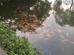 -西湖外事游船(花港观鱼码头)