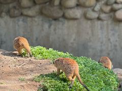 -上海野生动物园