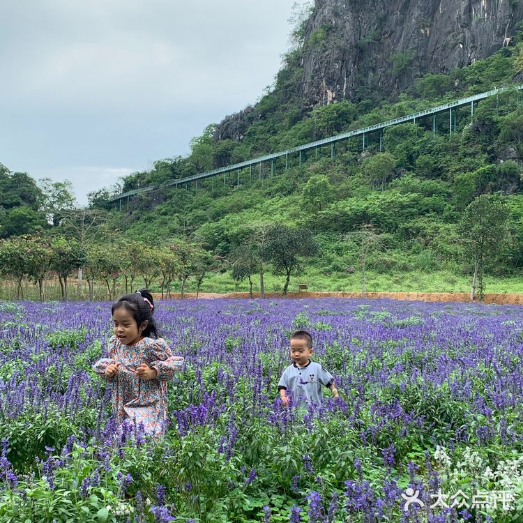 置身花海小火车