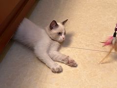 -贝康宠物医院·犬猫全科·小动物特色诊疗中心(东环路店)