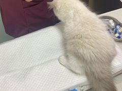 -中农大我爱我爱动物医院·核磁CT·猫病·24小时夜诊中心(石佛营店)