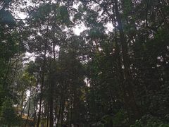 -凤栖山