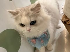 -共舞时光猫咖·狗咖(新街口店)