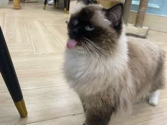 -安格丽娜·狗咖·猫咖羊驼咖(春熙路百盛商场店)