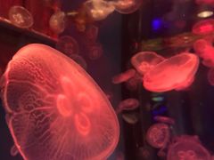 -大连圣亚海洋世界