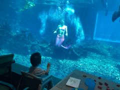 -海棠湾洲际-涛·海底餐厅·美人鱼·自助餐·海底隧道