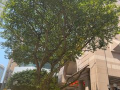 -WFC会仙楼观景台
