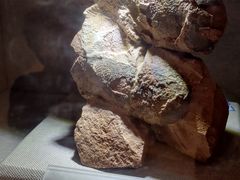 -陕西自然博物馆