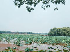 -荷塘月色湿地公园·向阳花洲