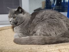 -Let's go狗咖·猫咖·奶狗·桌游(春熙路IFS店)