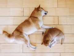 -喜柴咖啡·柴犬狗咖