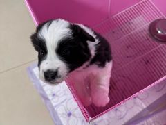 -翊宠yipet猫狗购宠庄园犬舍•猫舍