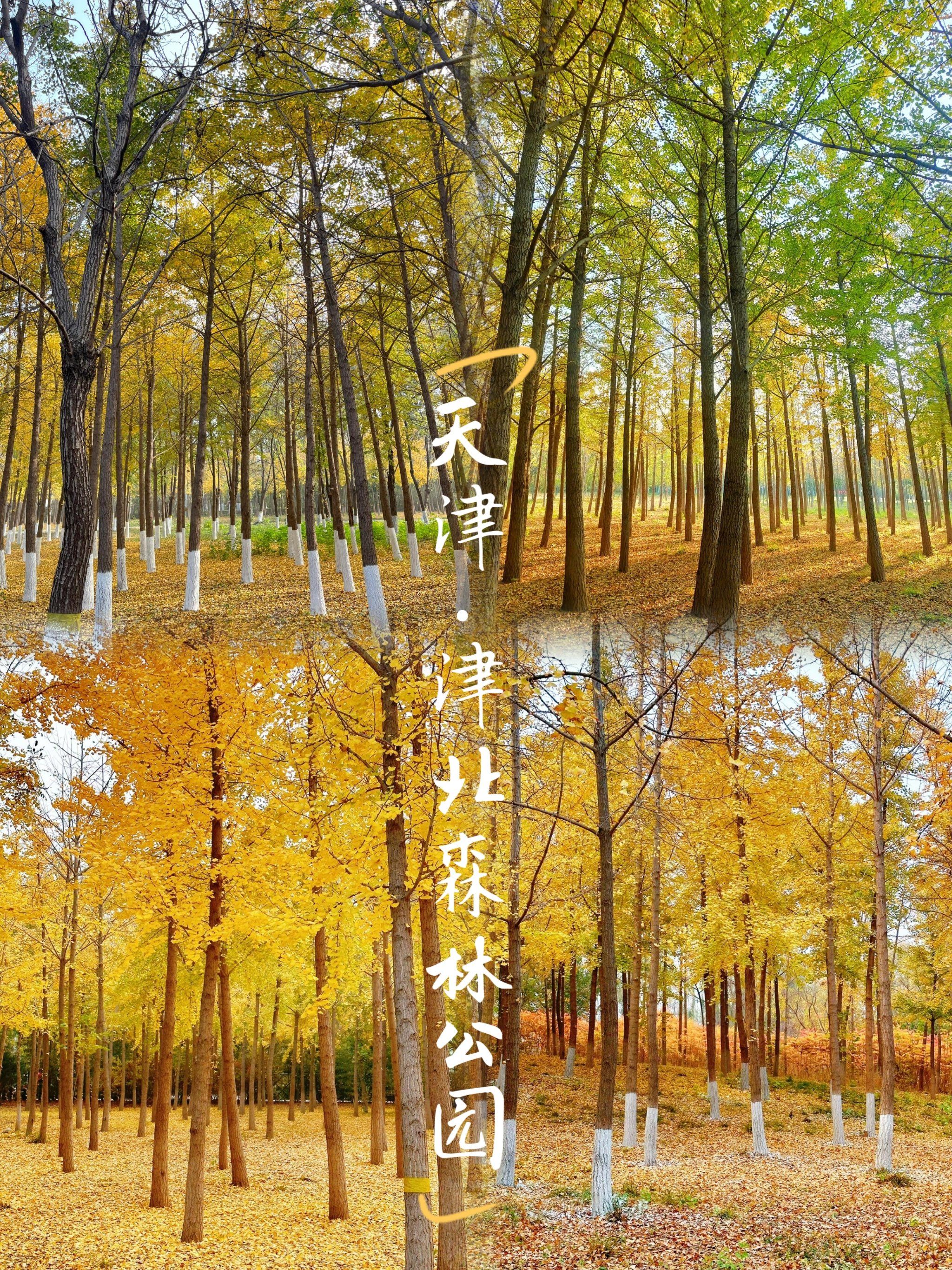 逃离喧嚣:天津津北森林公园,秋日度假胜地