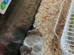 -凯德广场(学府店)