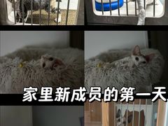 -山宅一喵德文卷毛猫舍