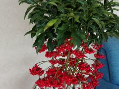 -森居forest休闲咖啡聚集地