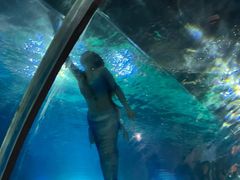 -海棠湾洲际-涛·海底餐厅·美人鱼·自助餐·海底隧道