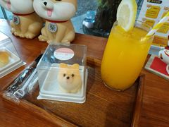 -柴犬高等学院·狗咖·柴犬售卖·宠物训练