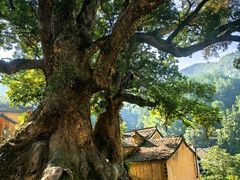 -杨家堂村