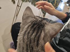 -平行世界·猫咖(首经贸店)
