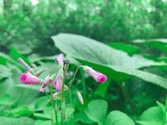 -合肥滨湖国家森林公园