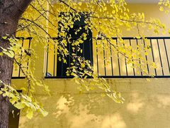 -三里屯东五街银杏大道