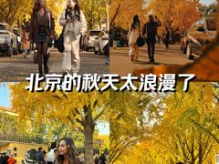 -三里屯东五街银杏大道