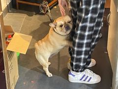 -顺德哥卜卜贝(旗舰店)