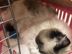 -纳吉亚猫专科动物诊疗中心(蒋宅口分院)