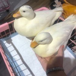 -Moni星球萌宠·小马宝莉·灵蛇·高端高阶全萌宠互动体验俱乐部(红豆国际广场店)