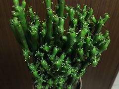 -龙大花卉苗木市场