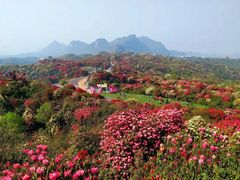 -贵州百里杜鹃风景名胜区
