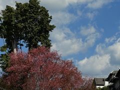 -正宗杨记普洱酸醋米线(总店)