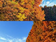 -上海海湾国家森林公园