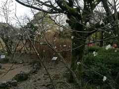 -汉拿树木园